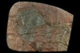 Silurian Fossil Crinoid (Scyphocrinites) Plate - Morocco #134242-1